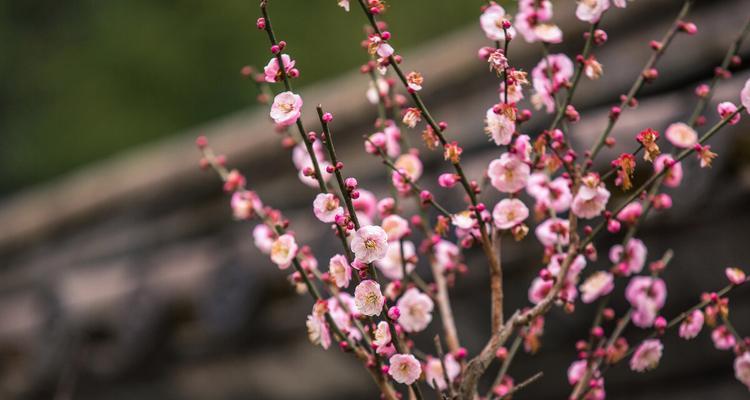 家里养梅花，不止是一种装饰