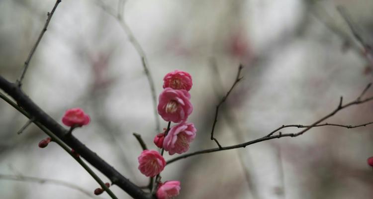 家里养梅花，不止是一种装饰