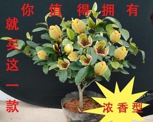 含笑花养护全攻略（开花技巧与养护秘笈）