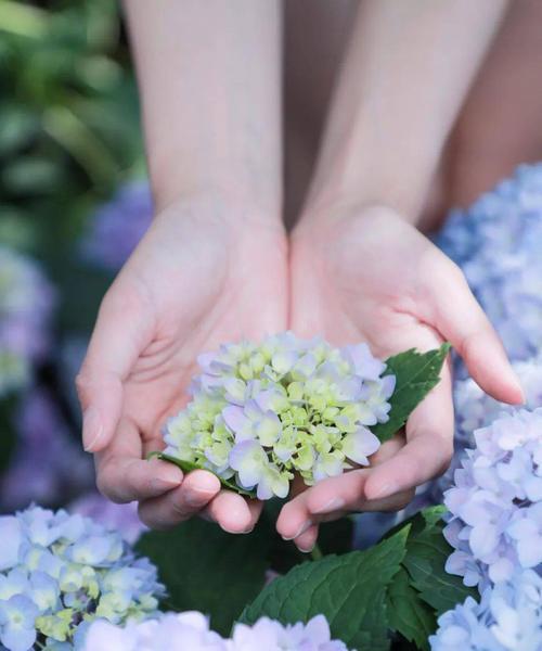 八仙花的寓意与美丽（花开富贵，情意绵绵）