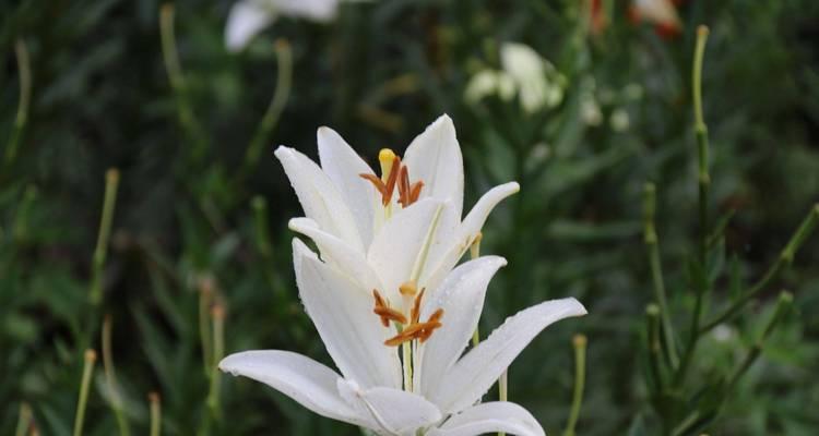 白百合的花语——纯洁与祝福（白百合盛开的季节里，让我们解读这种花的花语吧！）