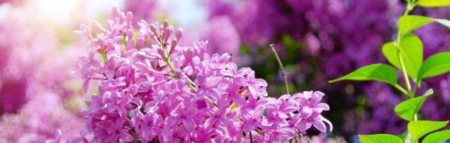 丁香花的特点（了解丁香花，从花朵到传说）