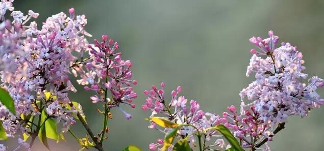 丁香花的特点（了解丁香花，从花朵到传说）