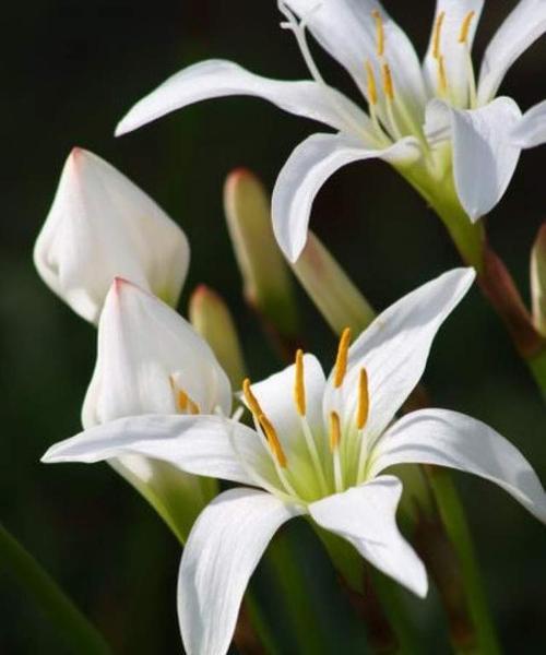 白百合花语的含义和传说（揭示白百合花语的美丽传说与深刻寓意）