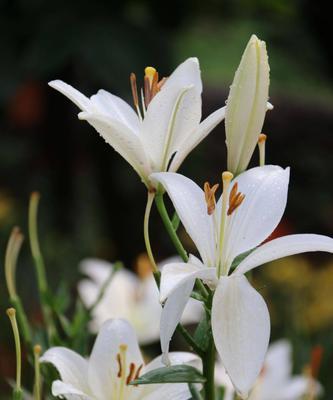 白百合花语与传说（探寻白百合的美丽意义）