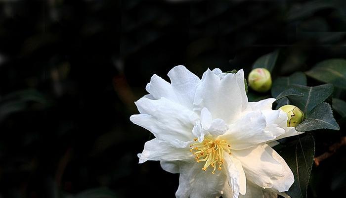 白茶花花语（一朵盛开的花，一份美好的寓意）