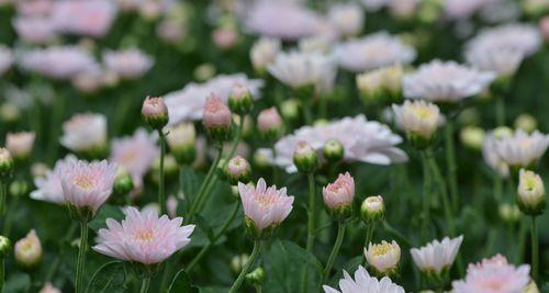 白菊花的花语与象征意义（揭示白菊花的情感表达与传递）