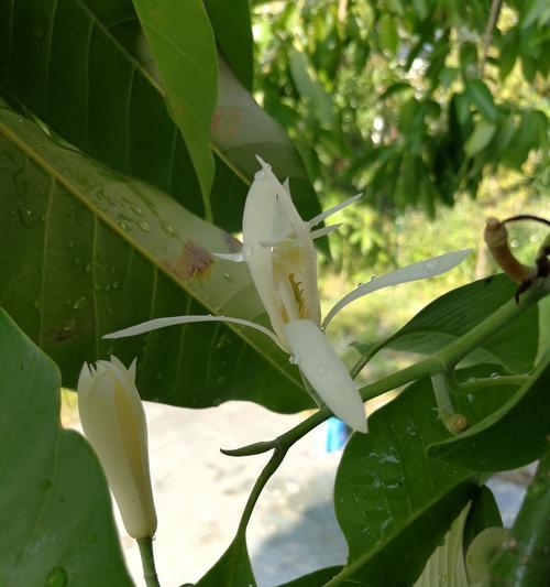 白兰花的寓意与象征意义（揭开白兰花的秘密，探寻其独特的寓意）