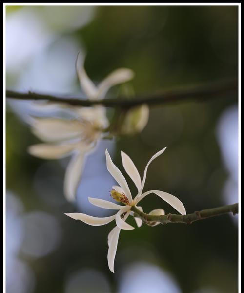 白兰花（白兰花的花语与象征意义揭秘）