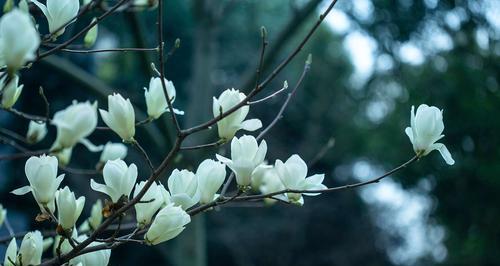 白兰花花语（揭秘白兰花的花语与寓意）