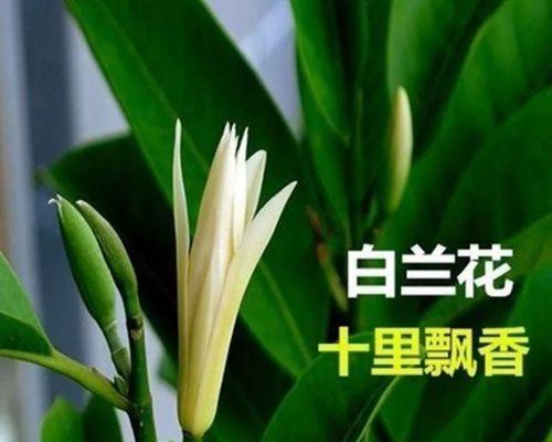 白兰花之美——寓意与表达（探索白兰花的生命之美与人生哲理）