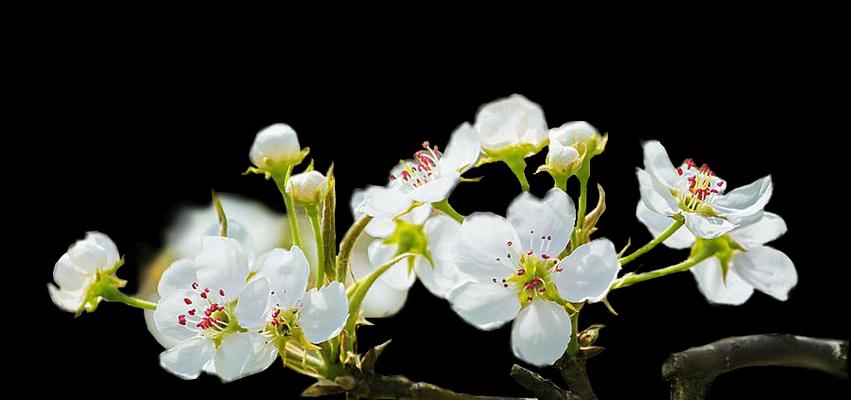 春色无限好，梨花开放时（探秘梨花开放季节，了解梨花美景）