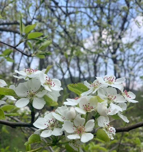 春色无限好，梨花开放时（探秘梨花开放季节，了解梨花美景）