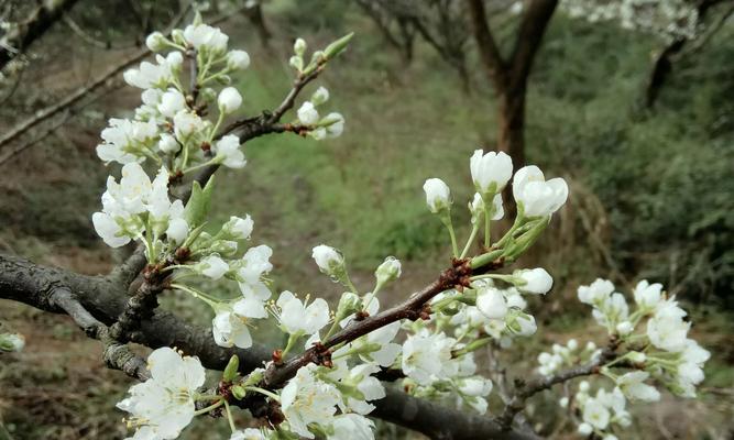 春色无限好，梨花开放时（探秘梨花开放季节，了解梨花美景）