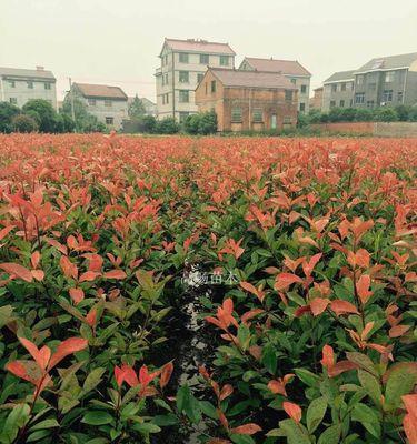 红叶石楠的种植及养护技巧（打造优美庭院，从红叶石楠开始）