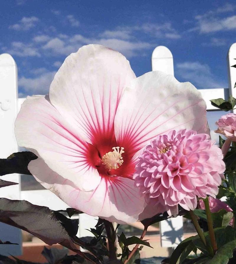 永不凋零的花海（探寻花期最长的花——风信子）