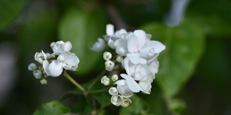 白琼花花语——纯洁与美丽的象征（揭开白琼花的花语之谜）