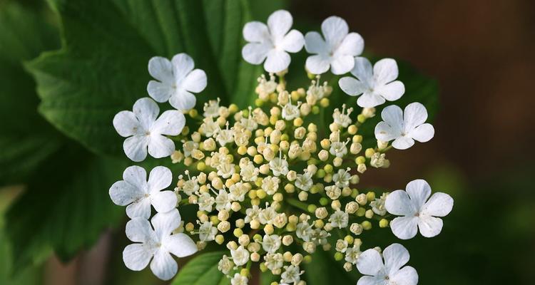 白琼花花语——纯洁与美丽的象征（揭开白琼花的花语之谜）