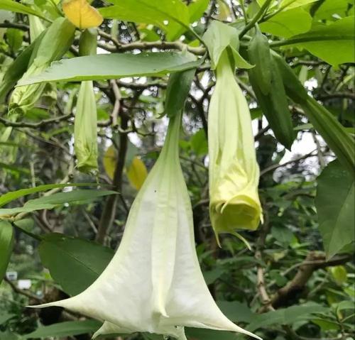 白色曼陀罗的花语——寓意纯洁与坚韧（曼陀罗花语，美丽与力量的象征）