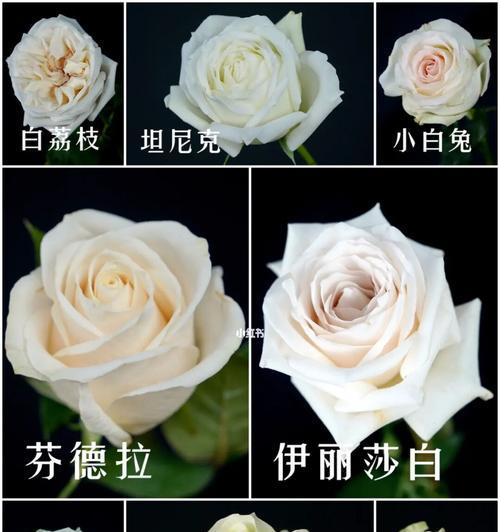 白色玫瑰花的寓意——纯洁、无暇的爱（探索白色玫瑰花的象征意义）