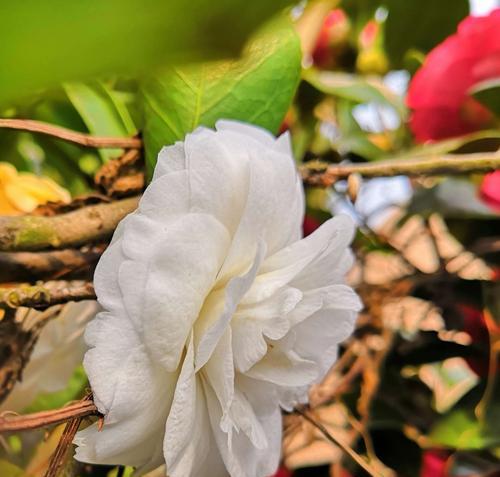 白色山茶花的花语与魅力（探索白色山茶花的内涵与象征，感受它的美丽与神秘）