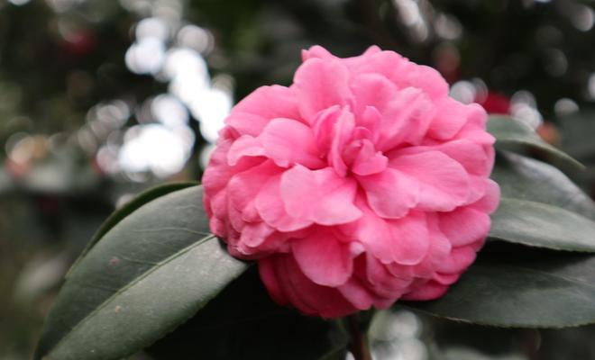 白色山茶花的花语与魅力（探索白色山茶花的内涵与象征，感受它的美丽与神秘）