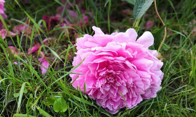 白芍药花语及其寓意（清新纯洁，传递爱与祝福）