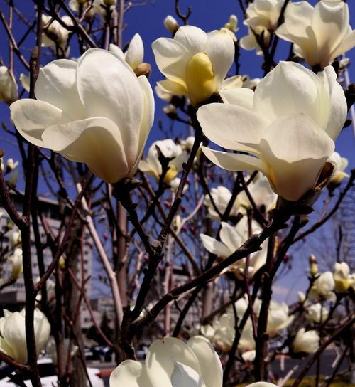 白玉兰花语传递的美丽与希望（白玉兰的花语和象征意义，以及其在生活中的应用）