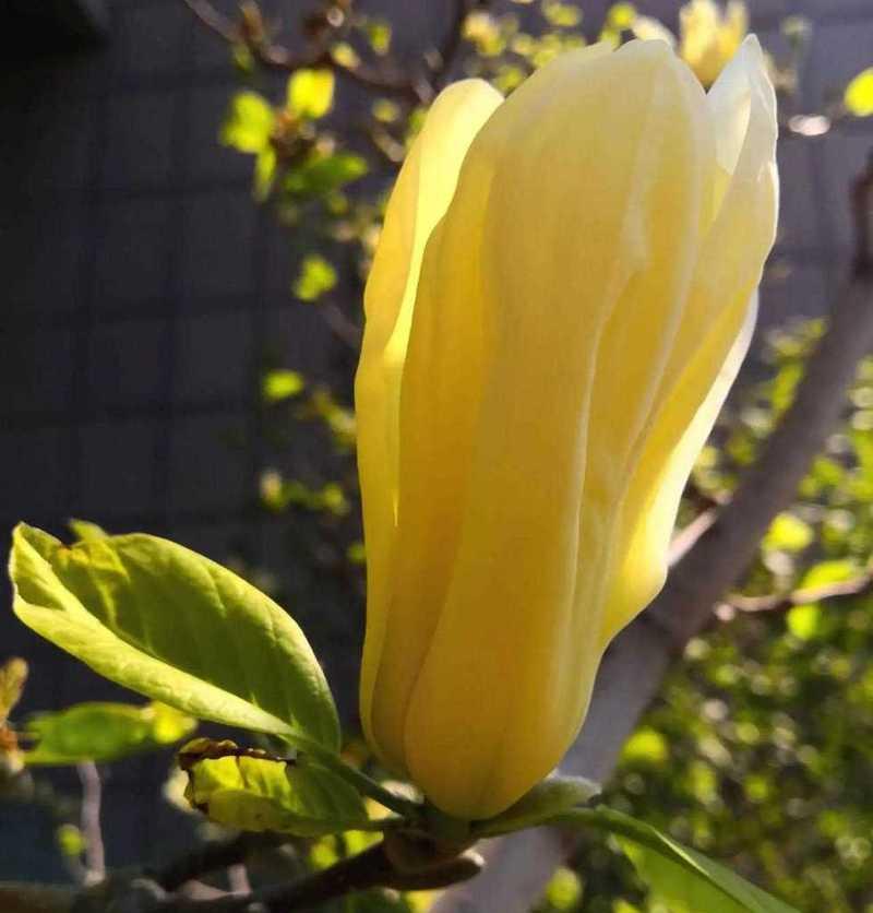 白玉兰花的花语与寓意（传递纯洁和高贵的白玉兰花花语，展示其独特的寓意）