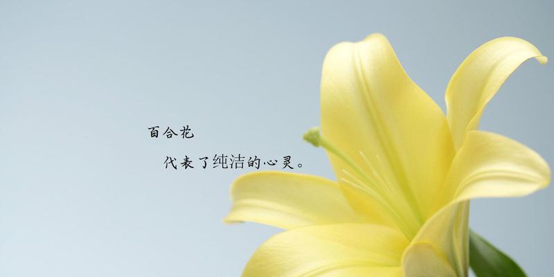 百合花（花语解读与传达的艺术）