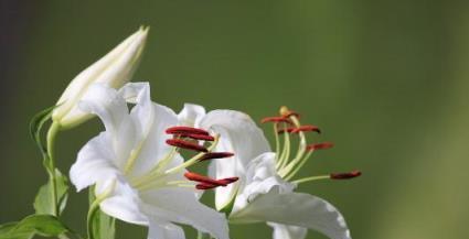 百合花的象征与寓意（探寻百合花背后的意义与象征）