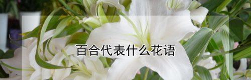 百合花的含义与花语（探寻百合花的象征与表达）