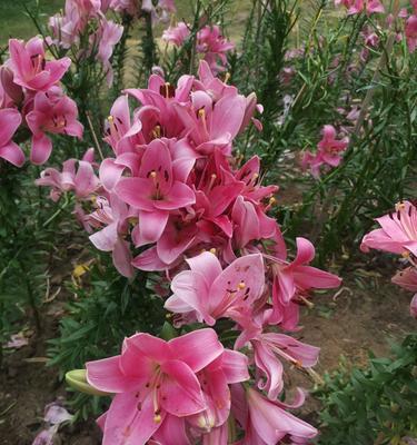 百合花（花开花落，心灵之美绽放）