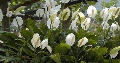 平安之花（以菊花为主题，探索花语中的平安寓意）