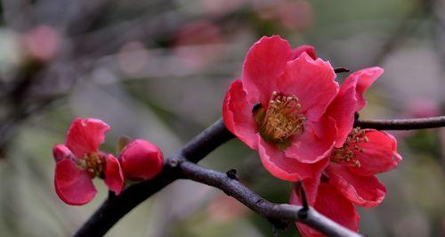 平凡之美——以百合花为主题的花语文章（百合花的花语及其传达的平凡之美）