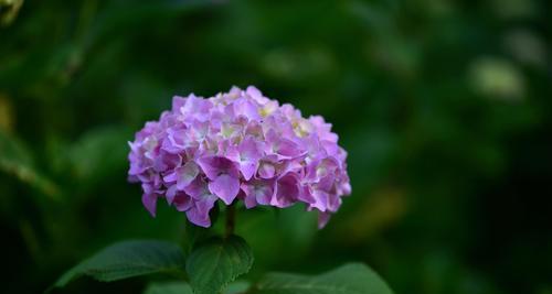 期待之花——百合花的花语（绽放期待之花的美丽与寓意）