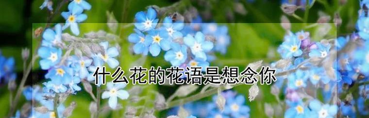 揭示欺骗的爱——以茉莉花的花语为主题（探寻花语中的真相，揭开爱的面纱）