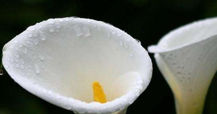 神秘冷漠之花语——茉莉花（茉莉花的花语与神秘冷漠）