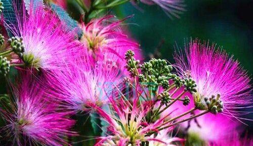 神秘冷漠之花语——茉莉花（茉莉花的花语与神秘冷漠）