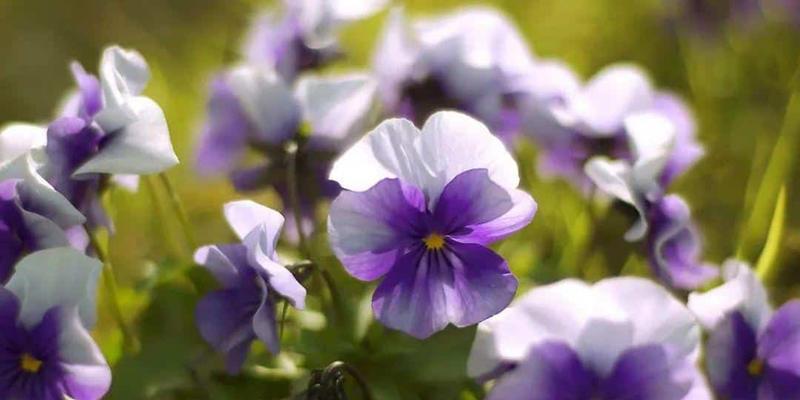 神秘冷漠之花语——茉莉花（茉莉花的花语与神秘冷漠）