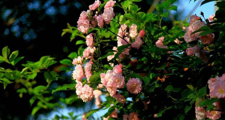 以莲花的花语谈神明（揭秘莲花的神秘象征和意义）