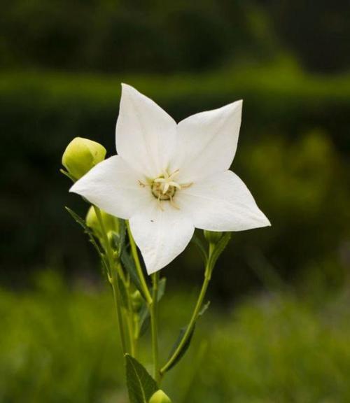 以莲花的花语谈神明（揭秘莲花的神秘象征和意义）