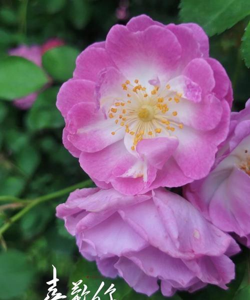 《以菊花的花语为主题，写释怀的力量》（用1个点明）