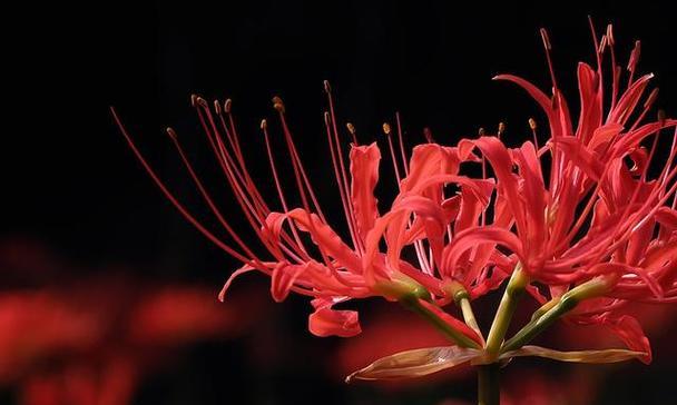 《以菊花的花语为主题，写释怀的力量》（用1个点明）