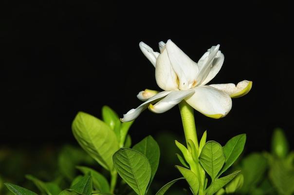 守护一生的花语——白玫瑰的花语（以白玫瑰为象征，描绘真爱的守护之路）