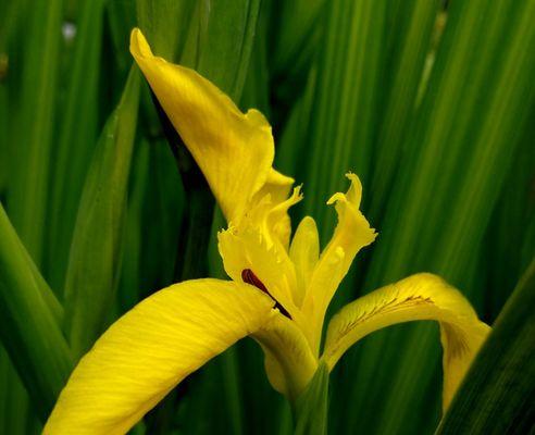 以百合花的花语为主题的文章（百合花语中的天使意象）