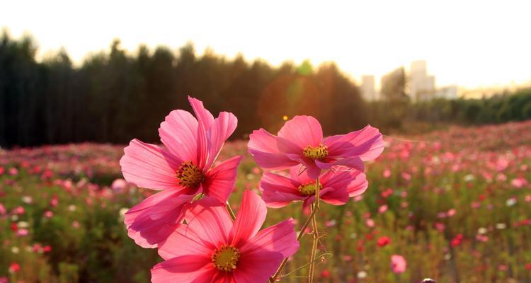 以向日葵花的花语为主题的文章（阳光下绽放的幸福快乐——向日葵花的花语）