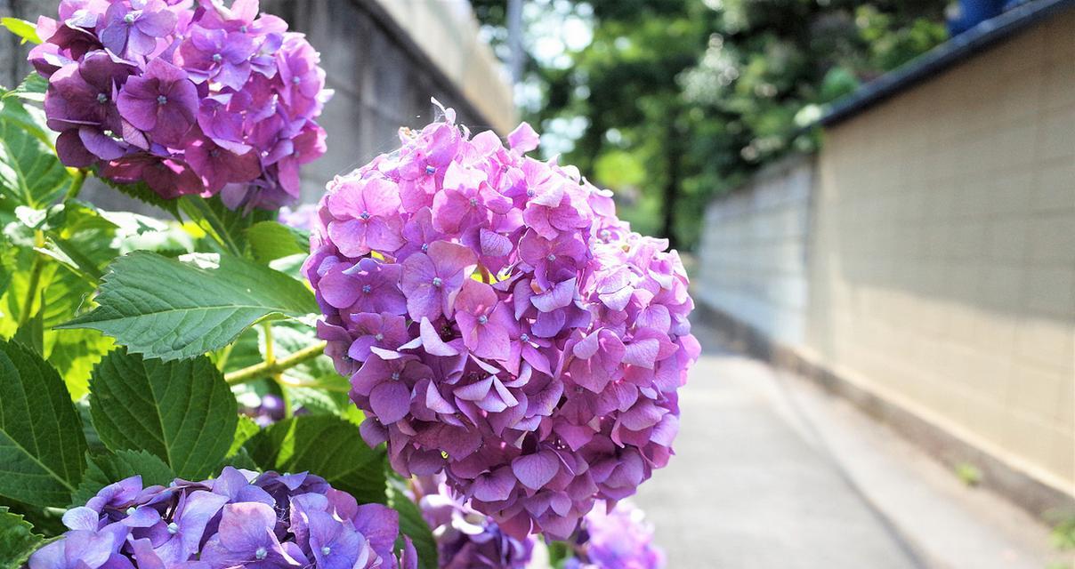 团圆美满之花语——百合的花语（传递幸福与团聚的代表花朵）