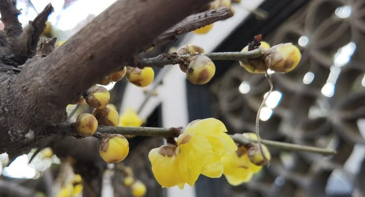 顽强不屈的美丽-以玫瑰花为主题的花语（玫瑰花的顽强花语与意义）