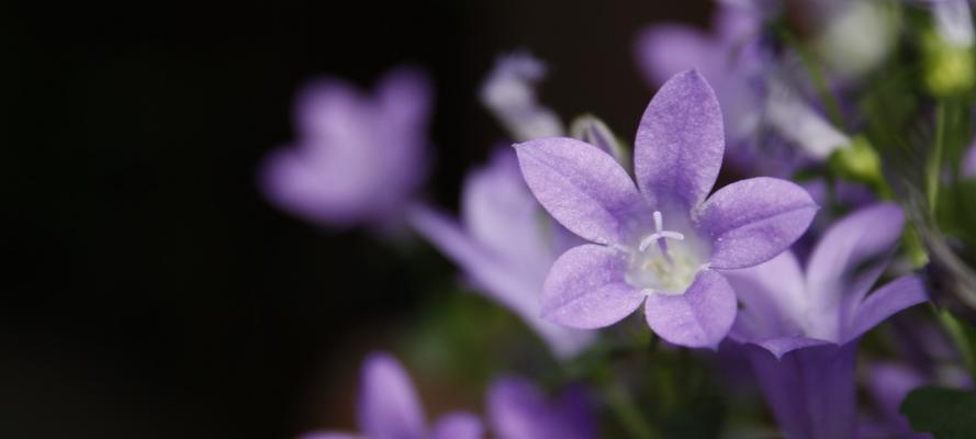 花语告白（细数玫瑰花的浪漫告白之道）